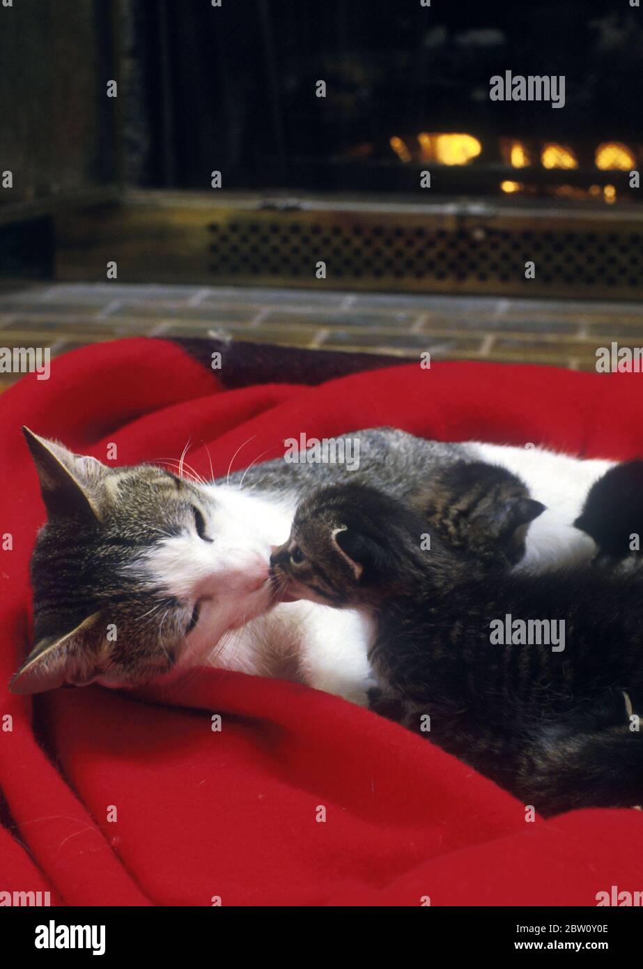Madre gato y gatitos. Foto de stock