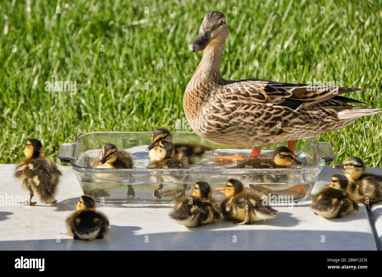 Hembra (gallina) pato de pato y patos de pato que beben y descansan en un tazón de agua fresca en el patio trasero de la casa del sur de California Foto de stock