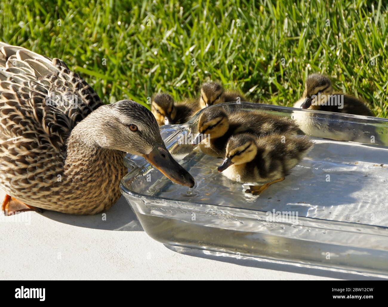 Hembra (gallina) pato de pato y patos de pato que beben y descansan en un tazón de agua fresca en el patio trasero de la casa del sur de California Foto de stock
