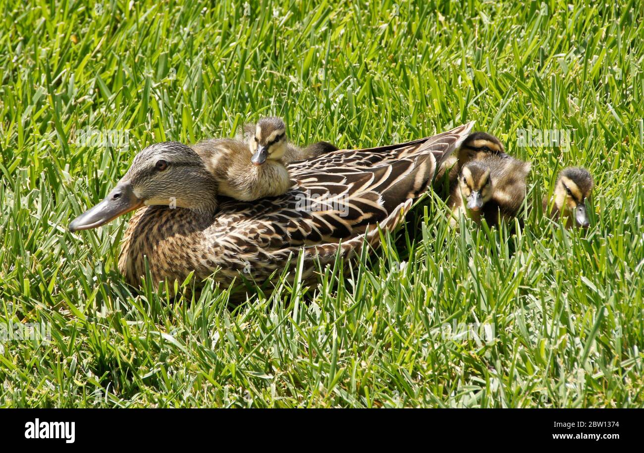 Hembra (gallina) pato de pato y patos descansando en hierba con un pato sentado en su espalda, el sur de California Foto de stock