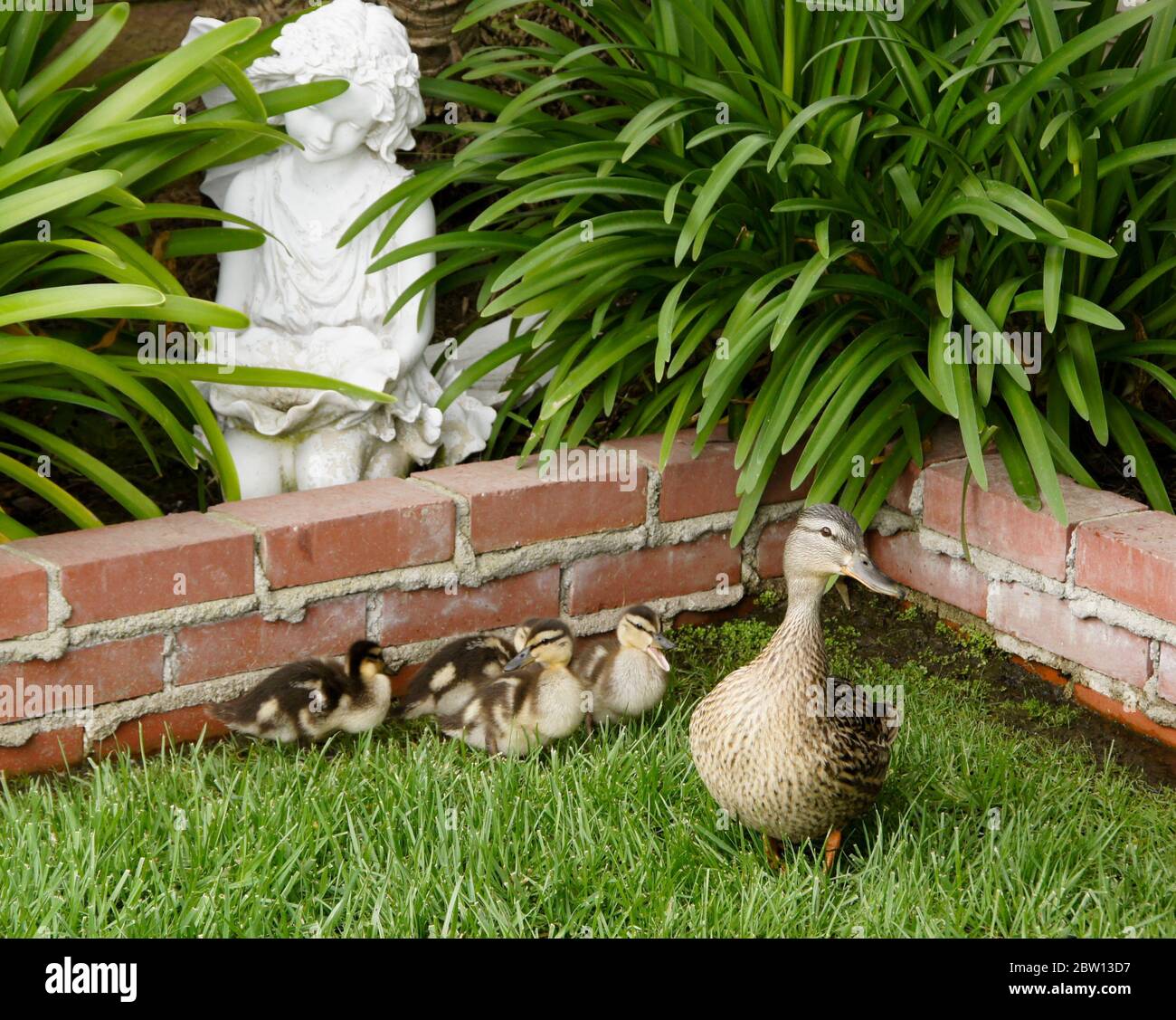 Hembra (gallina) pato de pato con patos en el patio trasero de la casa del sur de California Foto de stock