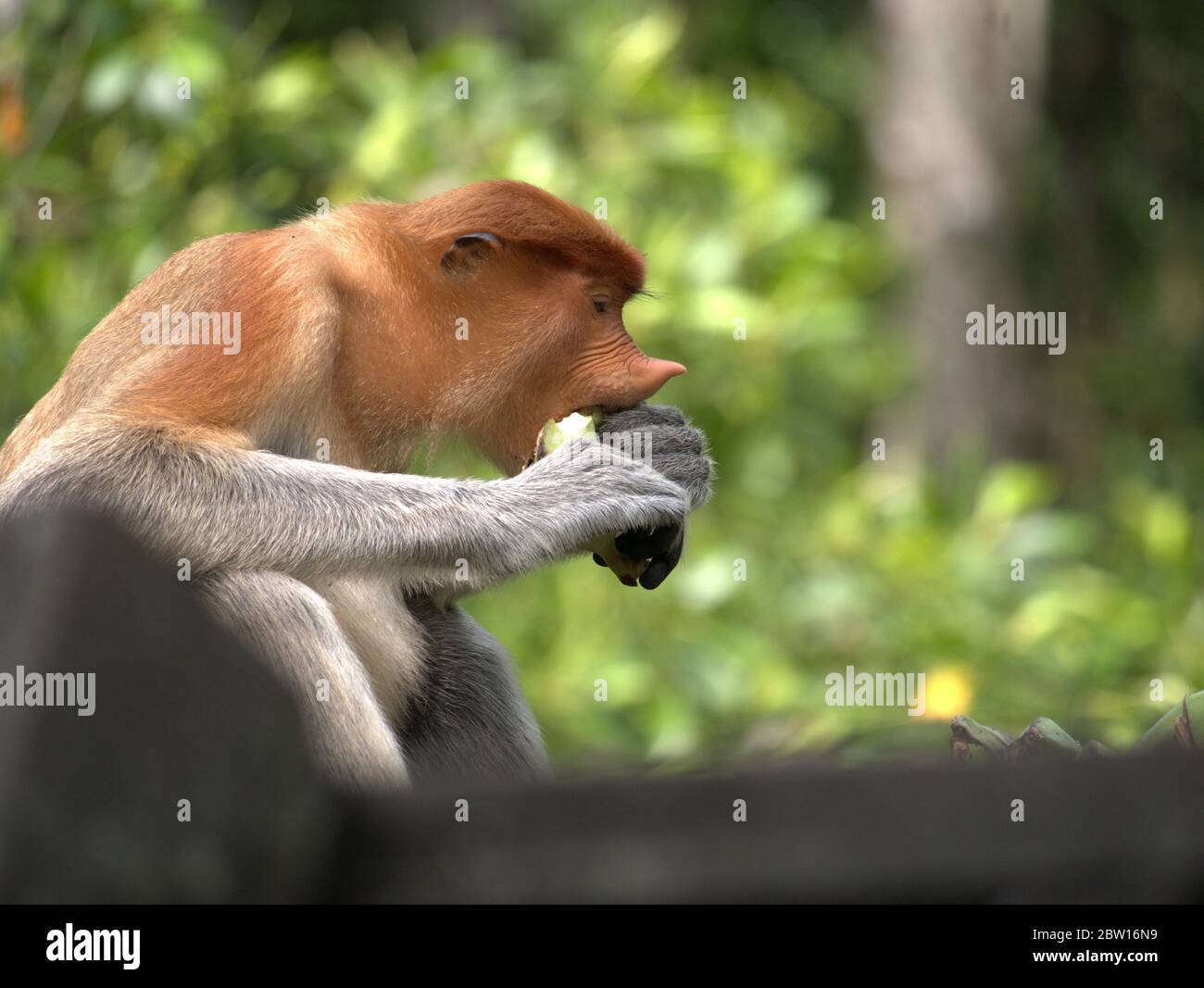 El mono proboscis está comiendo plátanos Foto de stock