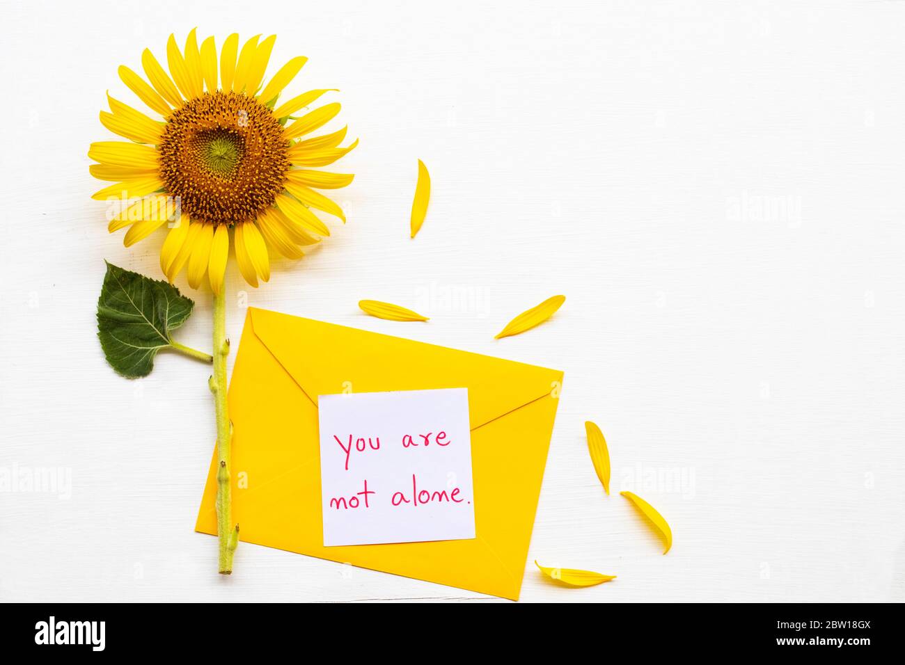 no estás solo carta de mensaje de escritura en sobre amarillo con flor  amarilla girasol arreglo plano poner estilo postal sobre fondo blanco  Fotografía de stock - Alamy