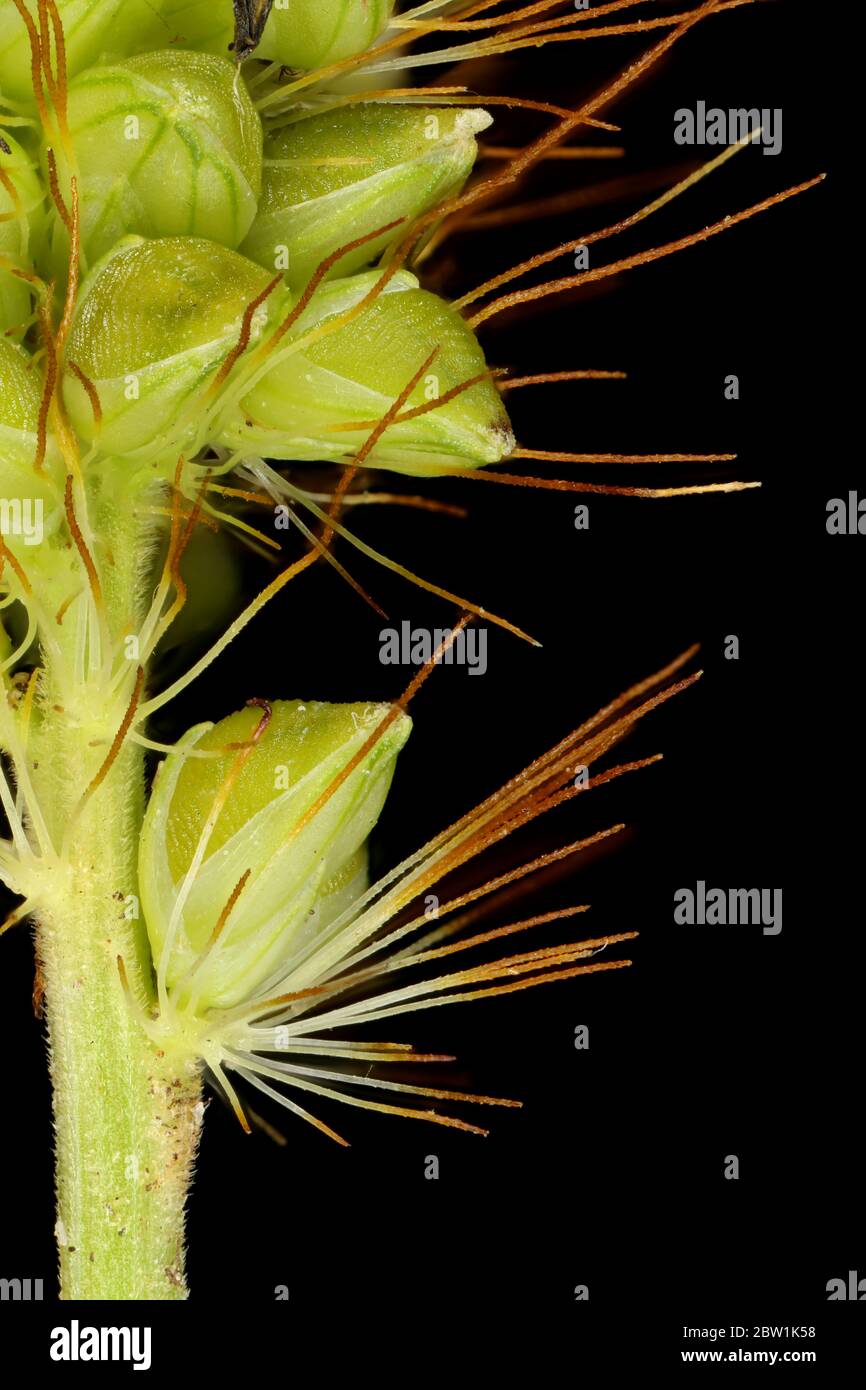 Hierba amarilla de la bristle (Setaria pumila). Cierre detallado de inflorescencia Foto de stock
