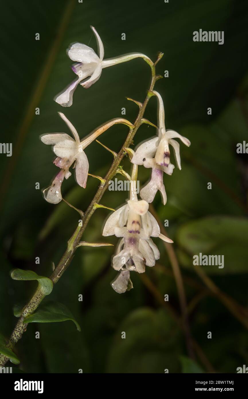 Orchid costa rica fotografías e imágenes de alta resolución - Página 3 -  Alamy