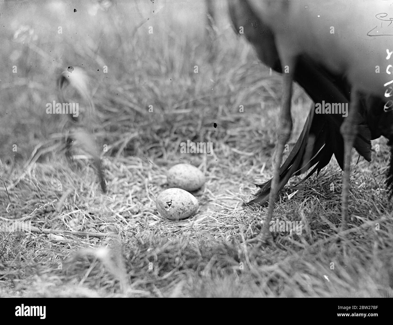 El huevo moteado, mostrando el pico de pollito mientras se paseaba por la concha junto a él es el ave madre de Stanley Crane. La primera cría exitosa de una grúa Stanley en el Zoo de Londres. 2 de julio de 1937 Foto de stock