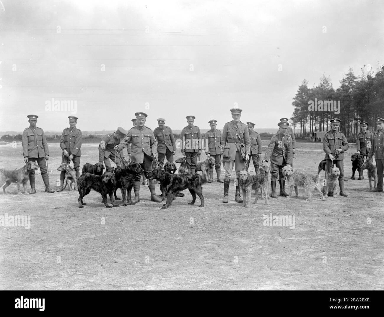 Perros de entrenamiento en la Escuela de entrenamiento de perros de guerra en Lyndhurst. 26 de abril de 1919 Foto de stock