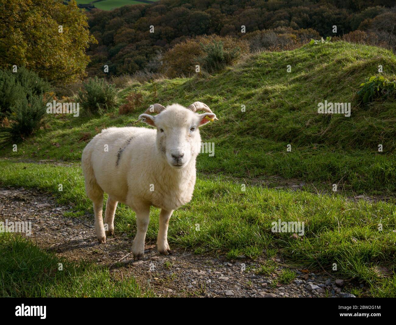 Una oveja en el Parque Nacional Exmoor, Somerset, Inglaterra. Foto de stock
