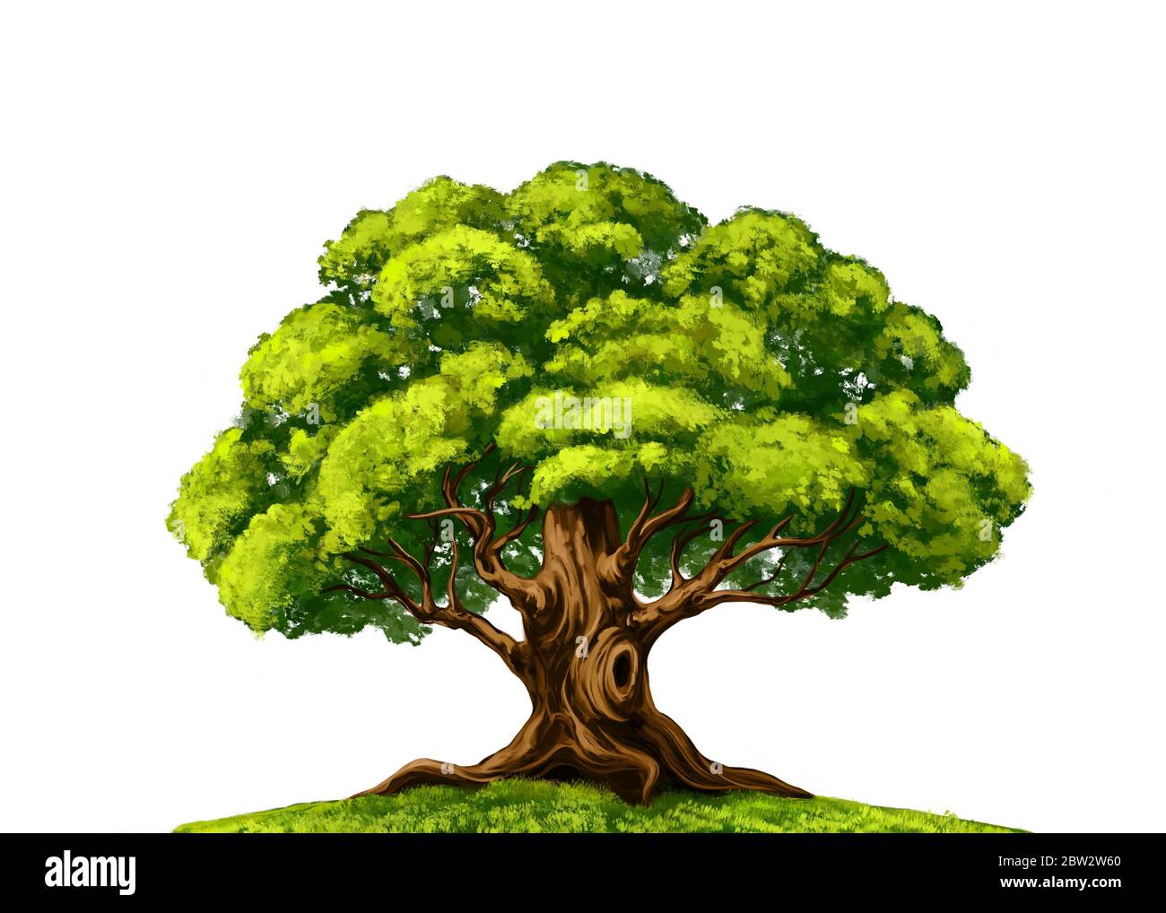 árbol verde elementos florales, naturaleza, dibujo a mano ilustración de  arte pintado con acuarelas aisladas sobre fondo blanco Fotografía de stock  - Alamy