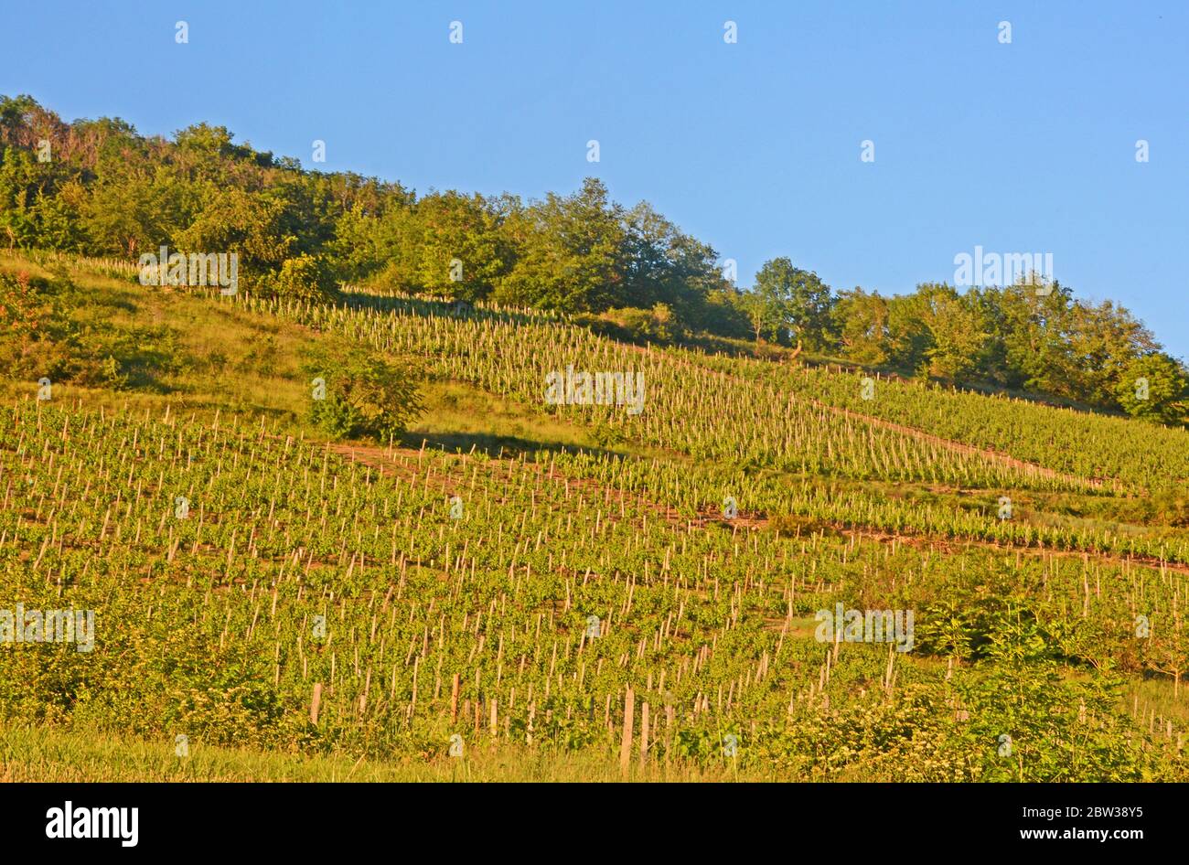 Viñedo, Boudes, Puy-de-Dome, Auvernia-Rhone-Alpes, Massif-Central, Francia Foto de stock