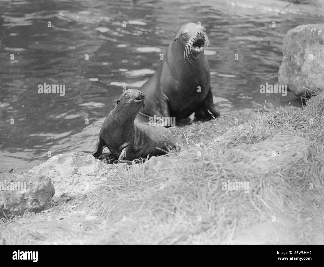 Primeras Fotos Del Nuevo Bebe Del Zoo Sea Lion Joe Tiene Primer Chapuzon Bajo La Direccion De La Madre Estas Son Las Primeras Fotos De Joe El Leon Marino Bebe Nacido En
