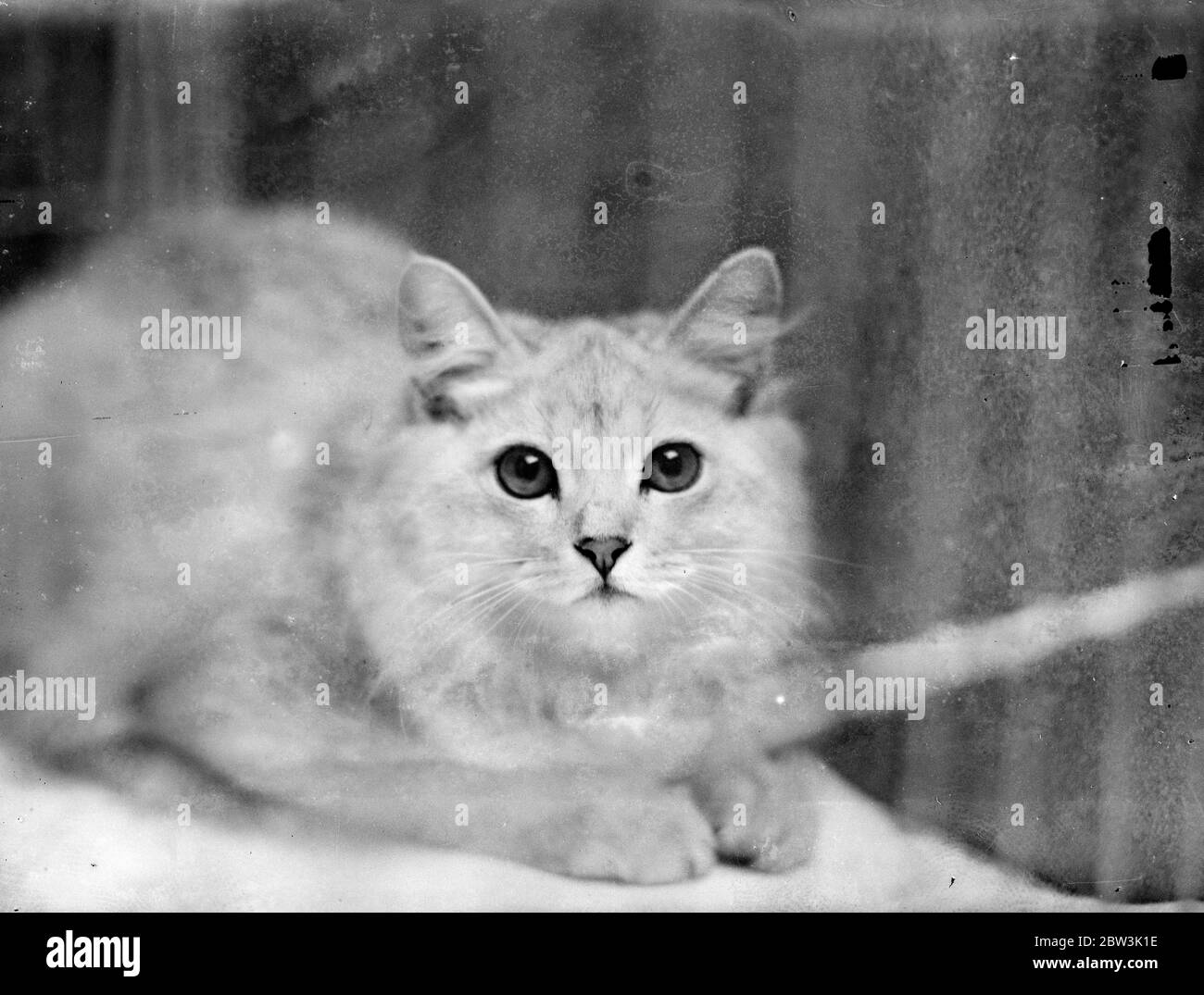 Black Cat Club Fotos E Imagenes De Stock Pagina 2 Alamy