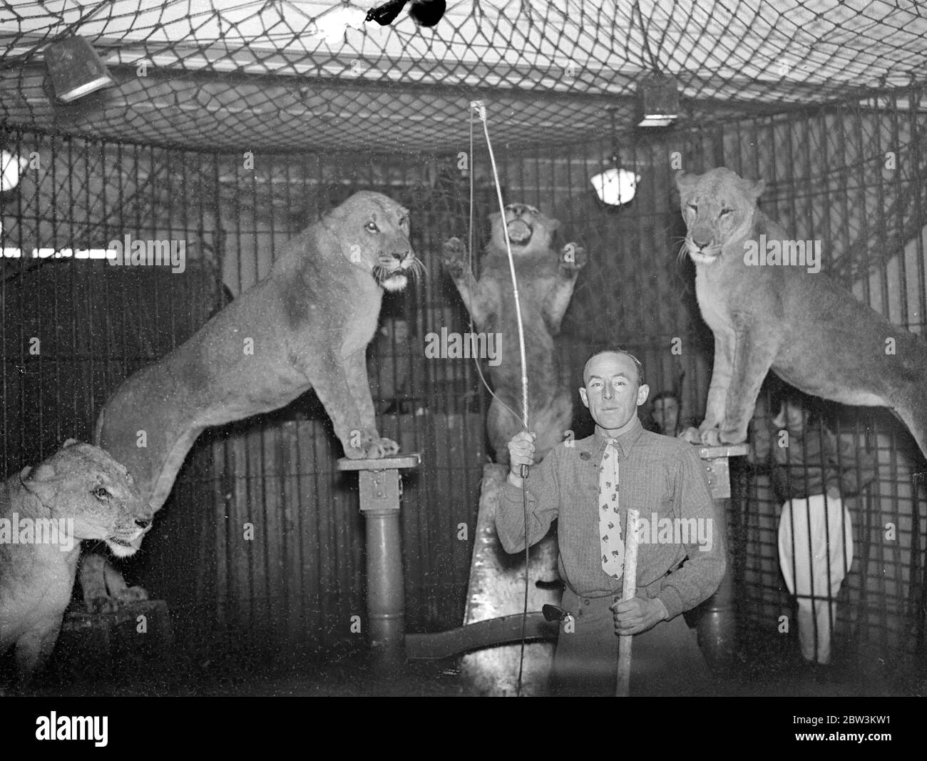 Decendant de hombre que introdujo a los animales de ejecución a Inglaterra y entrena a los leones en Southampton. Don Ricardo Chipperfield entrenando a sus leones en Southampton. 13 de diciembre de 1935 Foto de stock