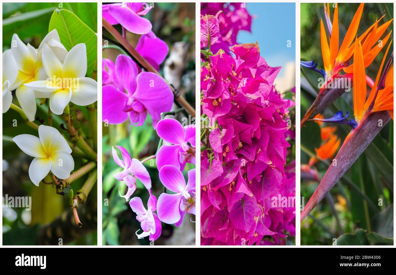 Collage de diferentes flores tropicales. Orquídea, Ave del Paraíso,  Bougainvillea, Gardenia tahitensis para el fondo de la naturaleza hermosa  Fotografía de stock - Alamy