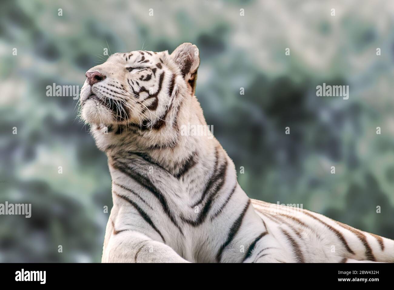 Tigre blanco con rayas negras retrato en reposo, perfil, vista cercana con fondo verde difuminado. Animales salvajes, gato grande Foto de stock