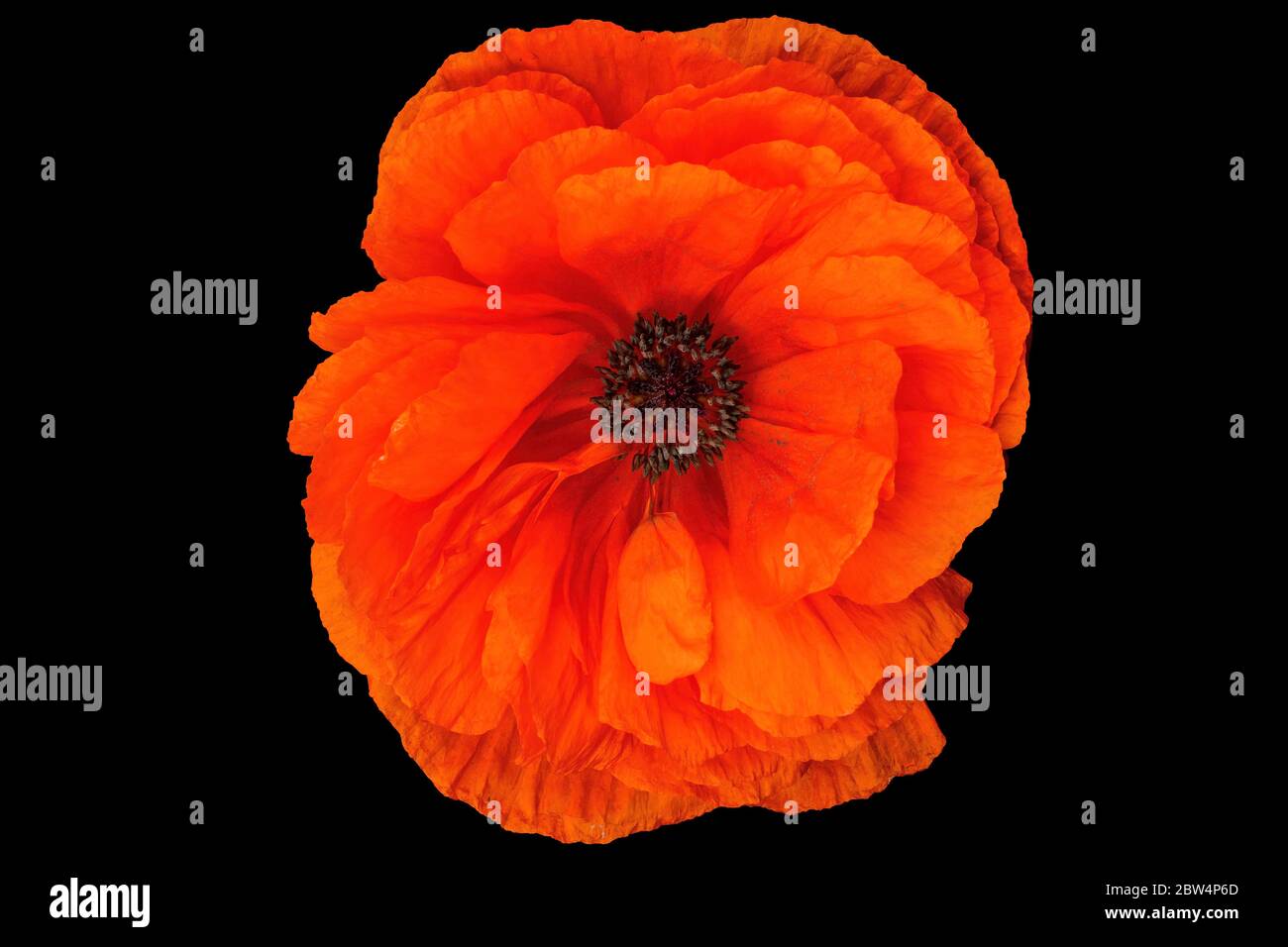 Flor de amapola naranja. Las amapolas son plantas herbáceas, a menudo cultivadas por sus coloridas flores. Foto de stock