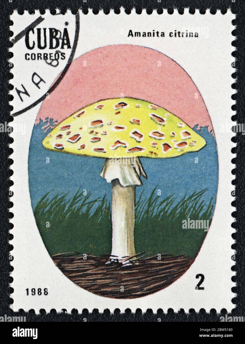 Amanita citrina tóxico hongo. Serie: Hongos incomestibles y venenosos. Sello postal Cuba 1988 Foto de stock