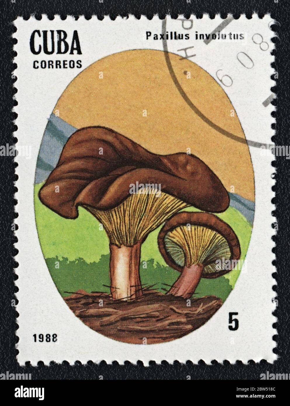 Paxillus involución hongo venenoso. Serie: Hongos incomestibles y venenosos. Sello postal Cuba 1988 Foto de stock
