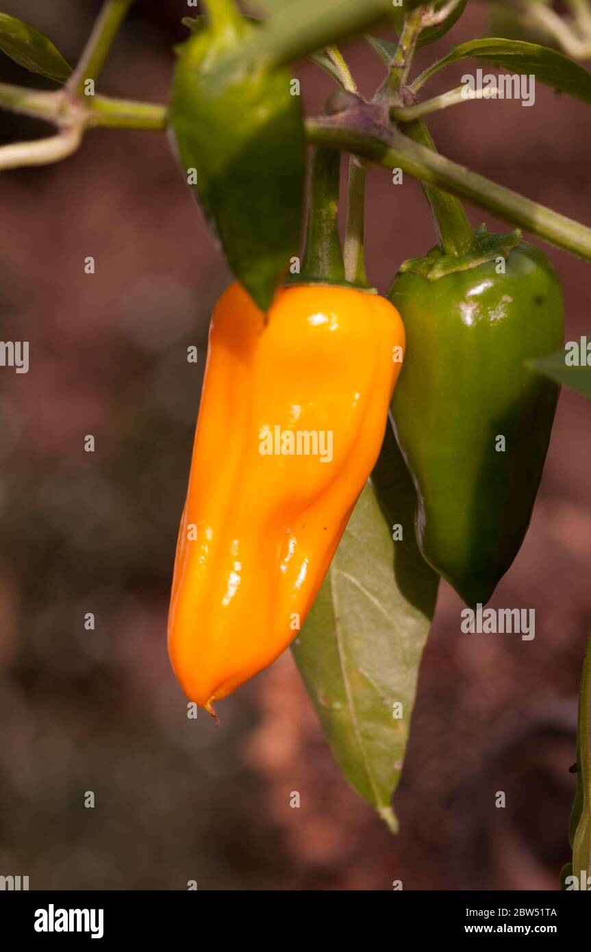 Chiles verdes y amarillos que crecen en la planta de Chile, variedad Cheyenne Fotografía de Chiles verdes y amarillos que crecen en la planta de Chile, variedad Cheyenne Fotografía de