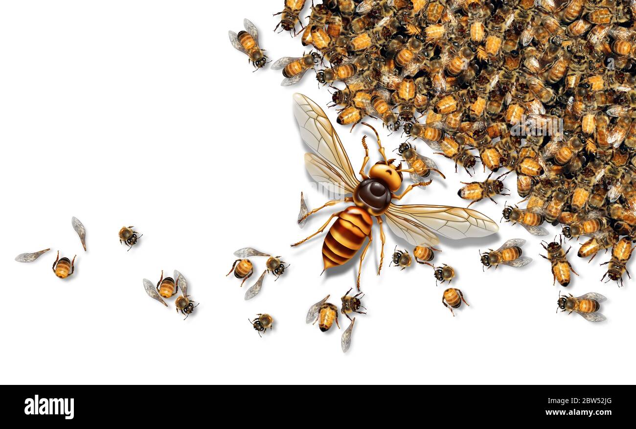 Hornet gigante Predator Attacking Bees como un avisón de asesinato o un insecto gigante asiático que mata a las abejas melíferas como concepto animal para una especie invasora. Foto de stock