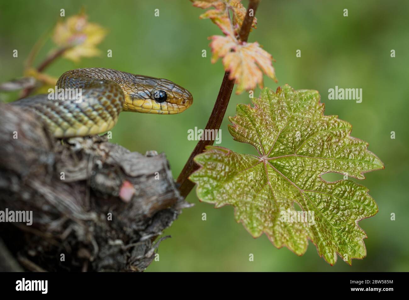 Serpiente Aesculapian - Zamenis longissimus, Elaphe longissima, serpiente verde oliva no venenosa y amarilla nativa de Europa, subfamilia de Colubrinae Foto de stock