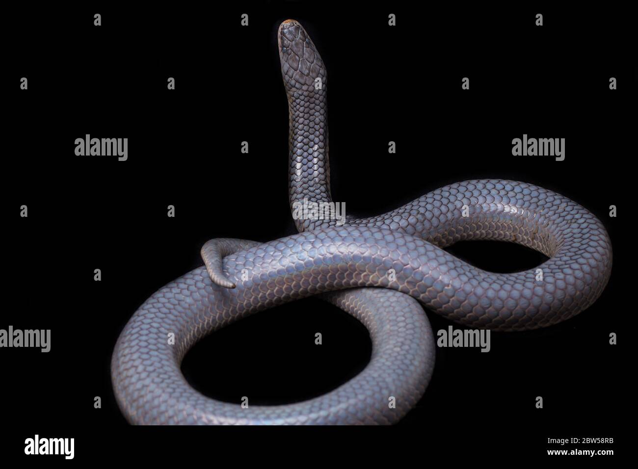 retirarse detergente Oclusión Sunbeam snake xenopeltis unicolor fotografías e imágenes de alta resolución  - Página 2 - Alamy