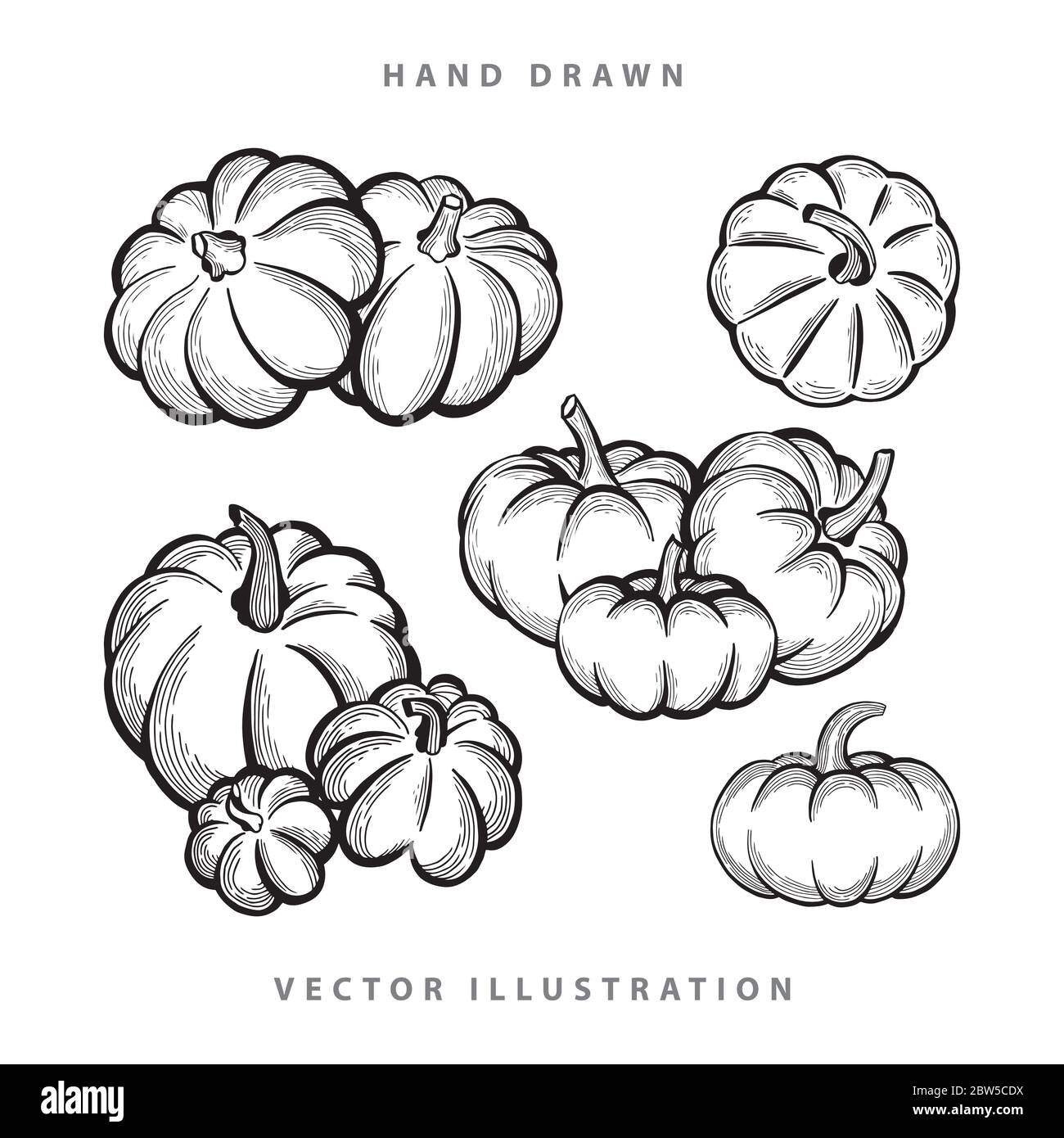 Calabaza. Juego de ilustraciones vectoriales de Pumpkins dibujadas a mano. Dibujo de boceto de calabaza. Ilustración del Vector