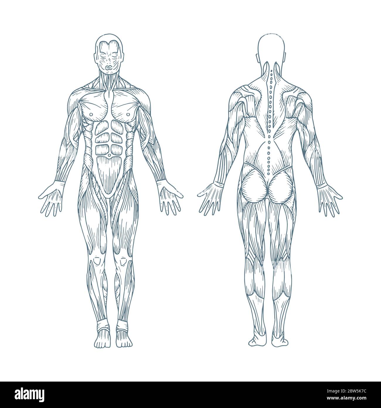 Anatomía humana conjunto de ilustraciones vectoriales dibujadas a mano. Cuerpo macho frente y parte trasera lados vintage, grabado dibujos de bocetos estilo. Ilustración del Vector