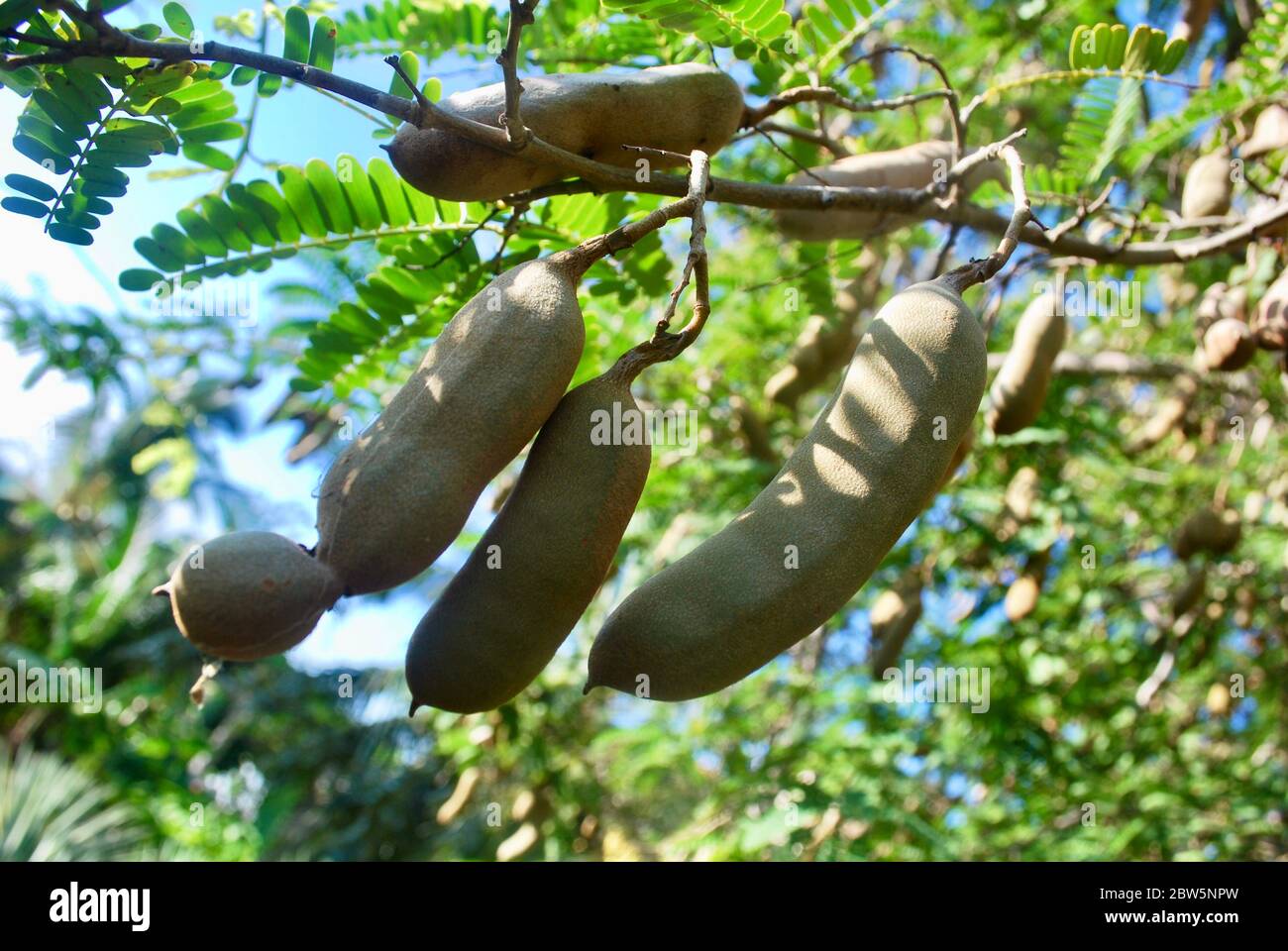 Arbol De Tamarindo Fotos E Imagenes De Stock Alamy Arbol De Tamarindo Fotos E Imagenes De Stock Alamy