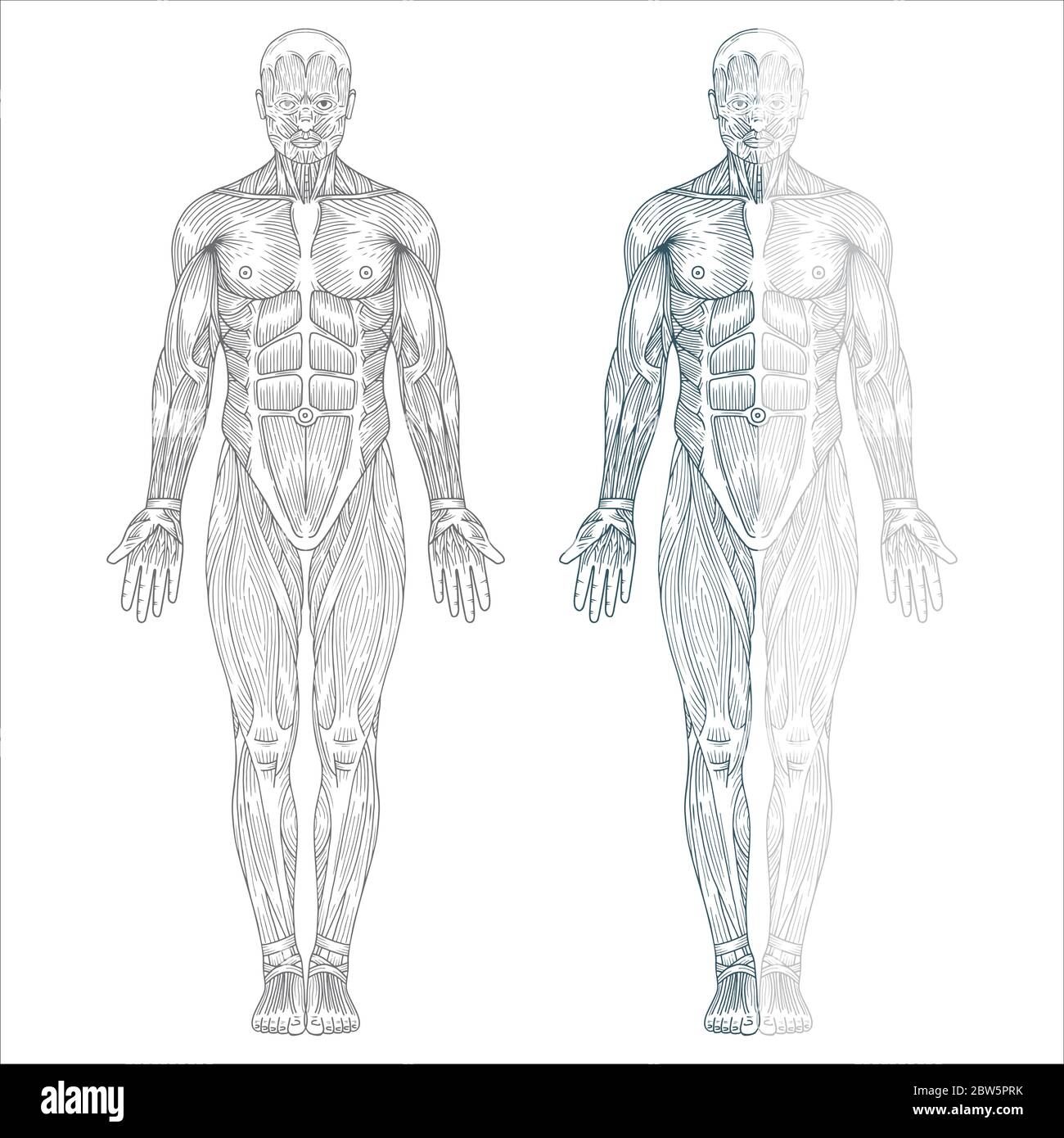 Anatomía humana. Anatomía del cuerpo humano dibujado a mano. Dibujo de  croquis del sistema muscular del cuerpo masculino. Parte del conjunto  Imagen Vector de stock - Alamy