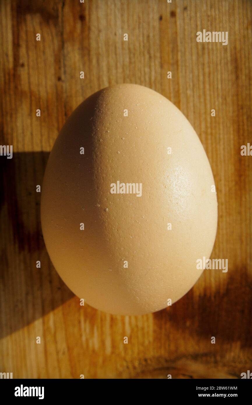 Huevo de pollo marrón en la luz del sol dramática Foto de stock