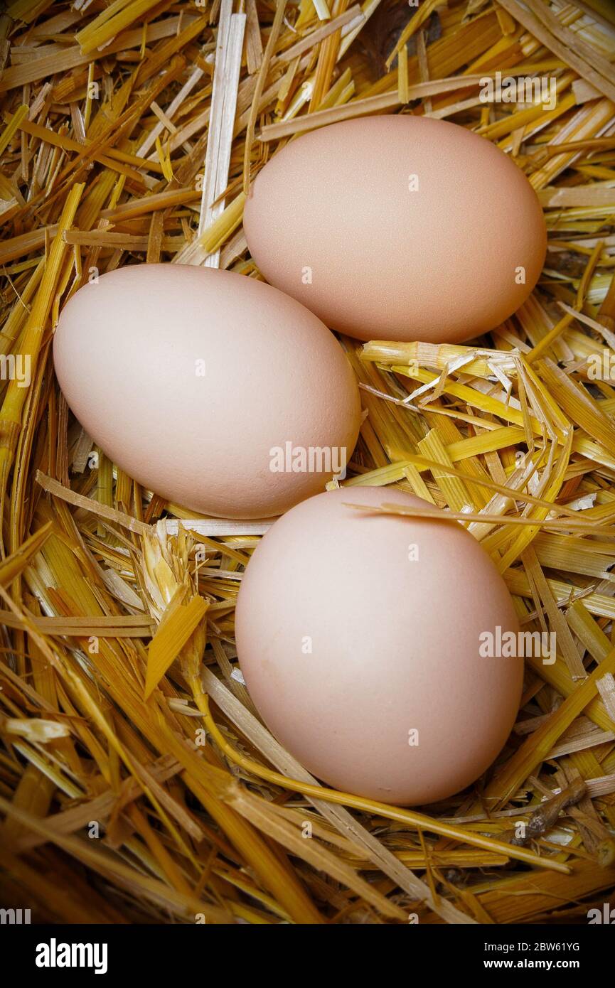 Tres huevos de pollo marrón fresco en heno Foto de stock
