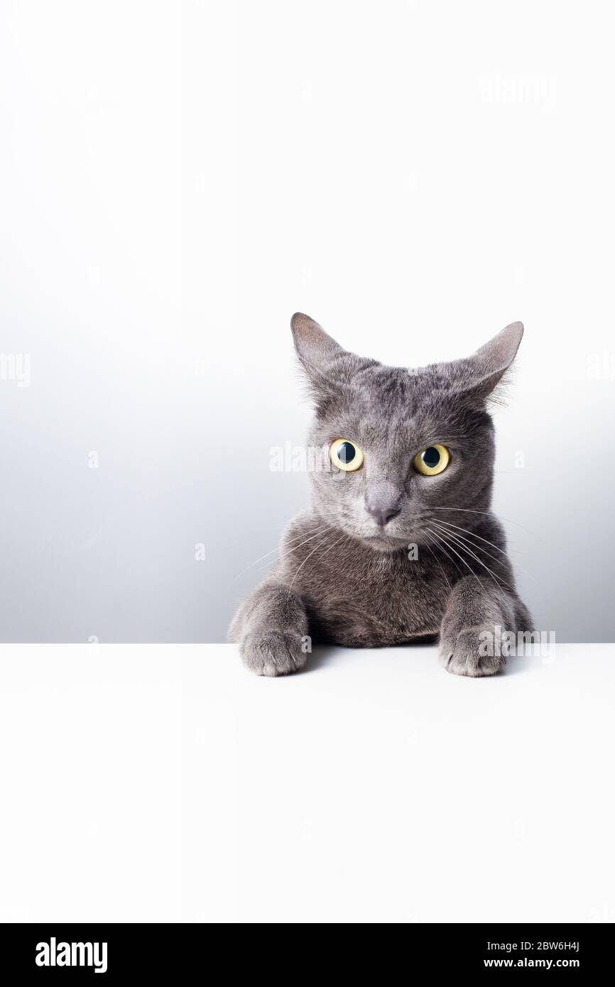 La expresión y el gesto de un gato azul ruso que puede ser utilizado como un banner. Un retrato de gato. Foto de stock