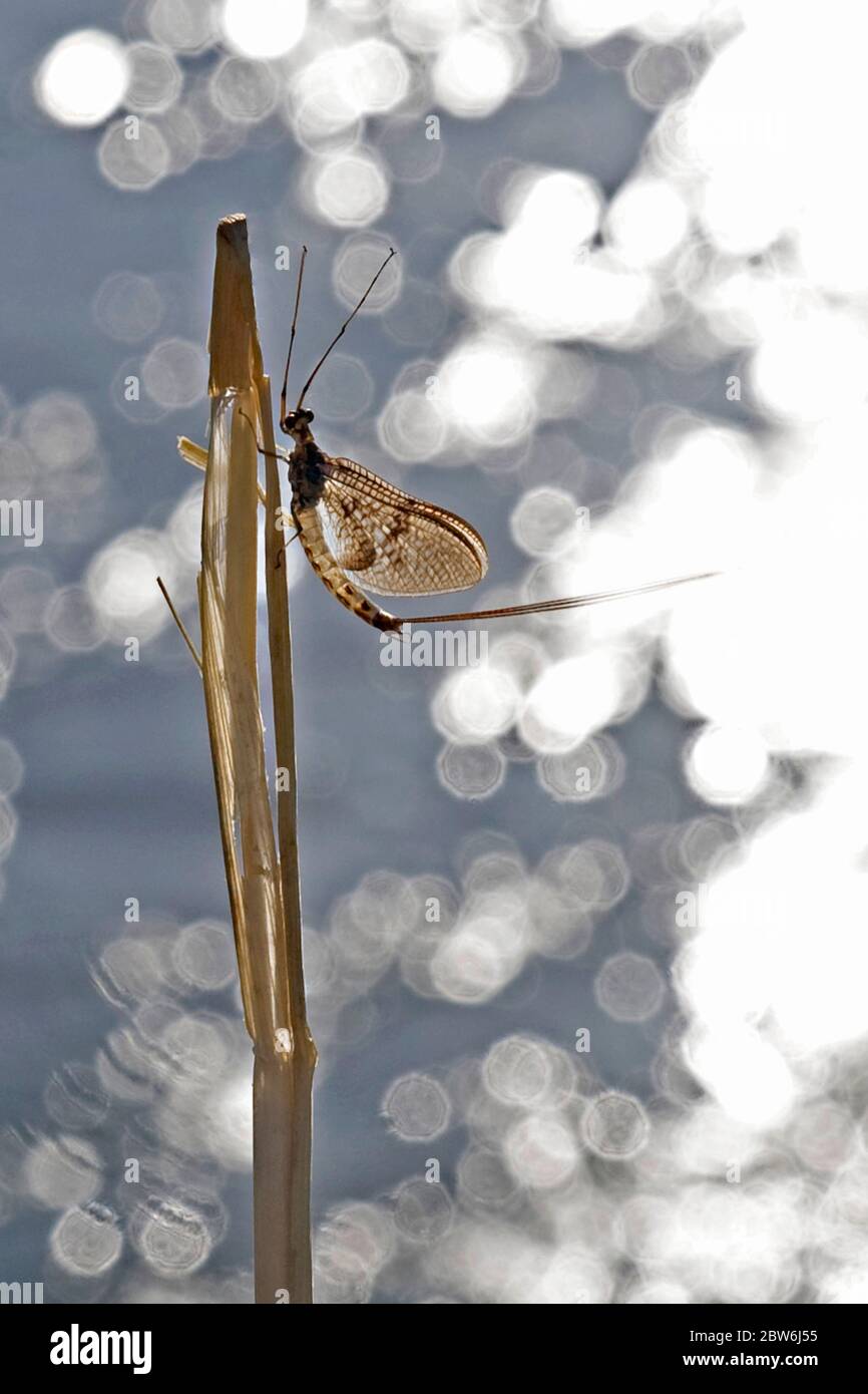 Mayfly en ramita frente al río Test Hampshire Reino Unido Foto de stock
