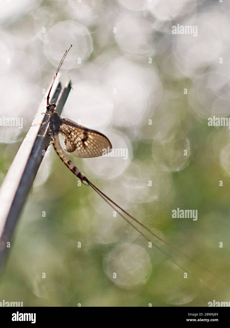 Mayfly en ramita frente al río Test Hampshire Reino Unido Foto de stock