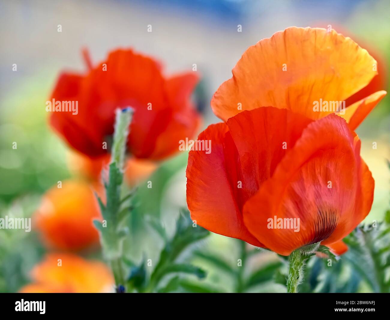 Macro de una flor de amapola roja aislada Foto de stock