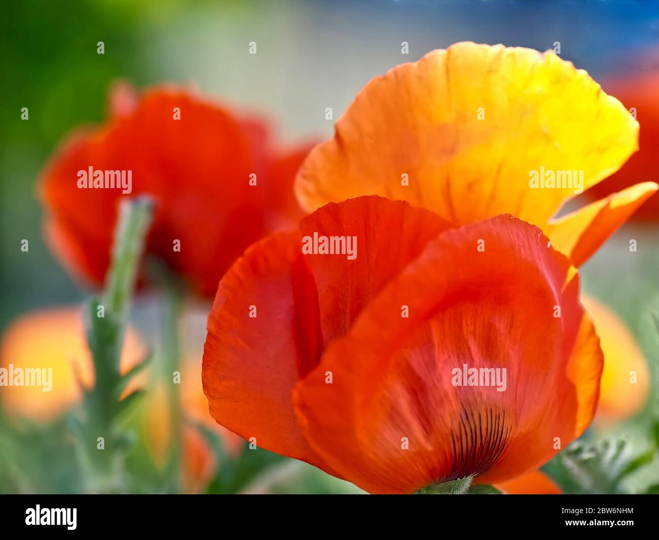Macro de una flor de amapola roja aislada Foto de stock
