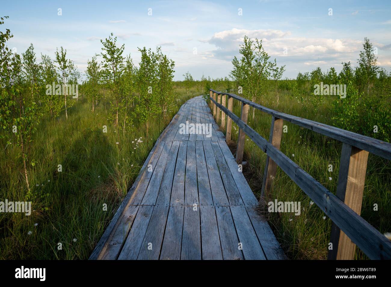Paisaje típico de un pantano en primavera o verano. Vegetación rara, plantas de pantano, camino de madera. Viaje a través de la alta Yelnya, Bielorrusia. Foto de stock