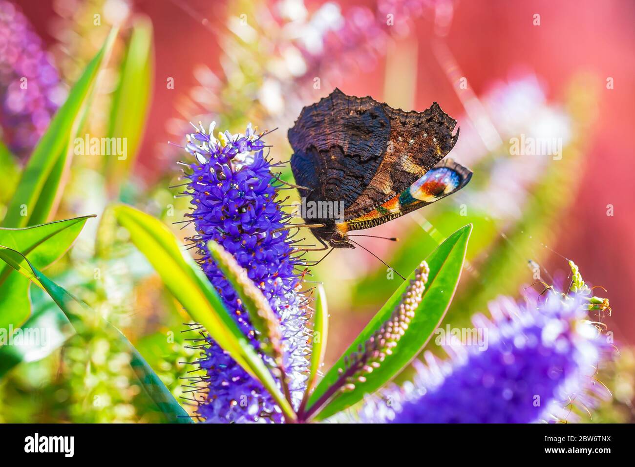 Aglais io europeo mariposa pavo real alimentándose de flores púrpura en una colorida pradera. Foto de stock