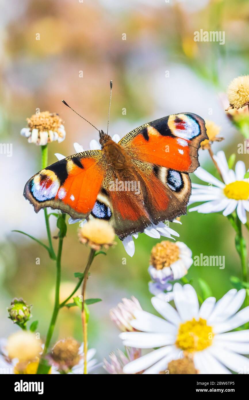 Aglais io, polinizando mariposa pavo real y alimentándose de flores blancas en una pradera. Foto de stock