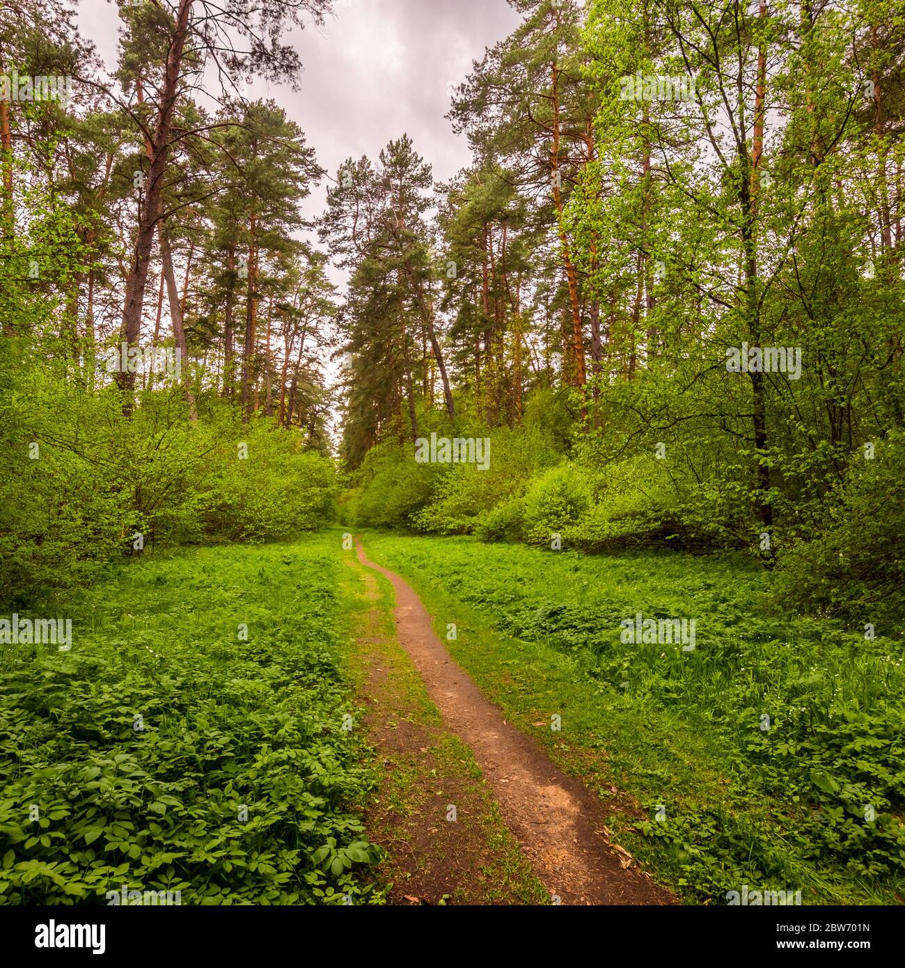 Bosque de pinos primaverales en clima nublado con arbustos con follaje verde joven y un camino que va a la distancia. Foto de stock