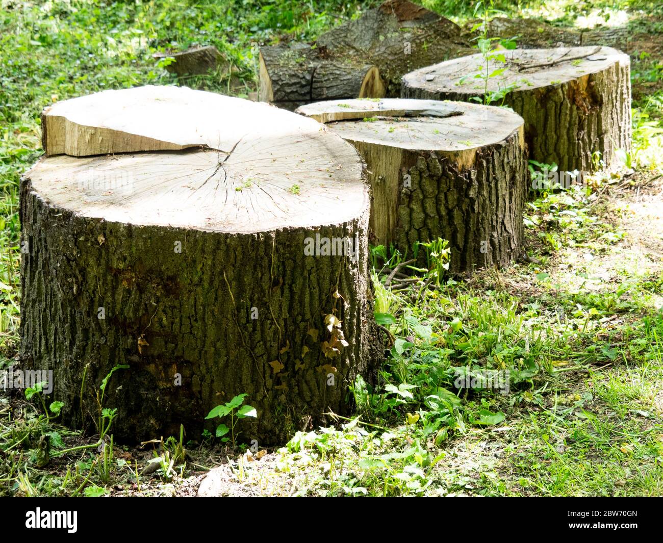 Árbol cortado y tronco cortado en pedazos, Reino Unido Fotografía de stock  - Alamy