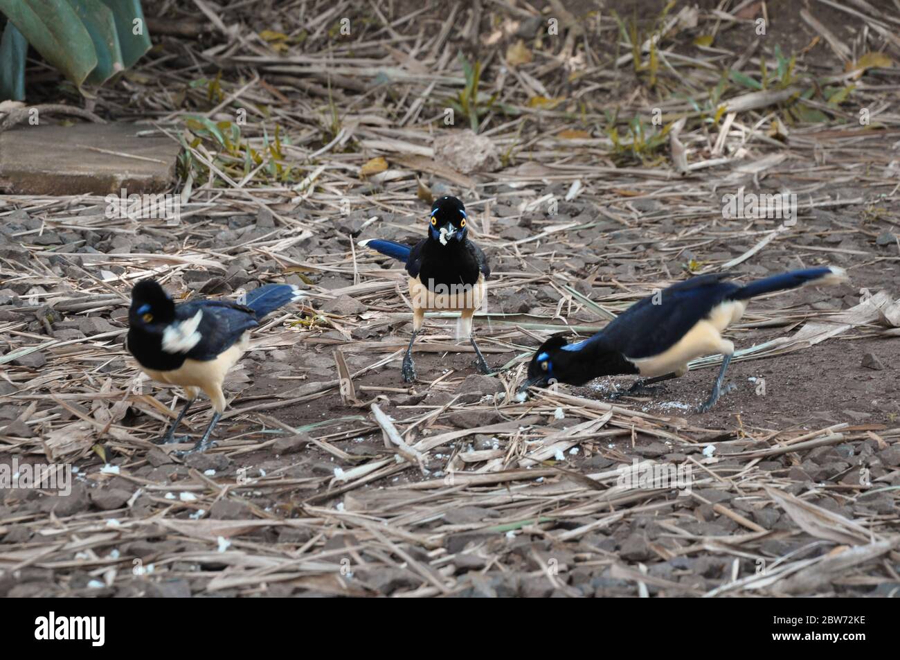 Aves comiendo gusanos y comiendo un bocadillo en la selva Argentina