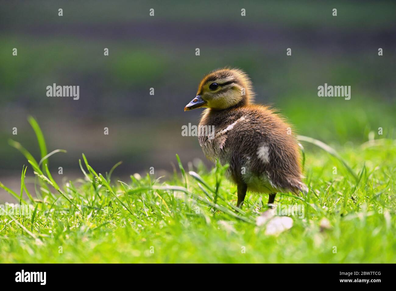Pato. Cub. De pato mandarín. Hermoso pájaro de agua joven en la naturaleza. Fondo colorido. Foto de stock