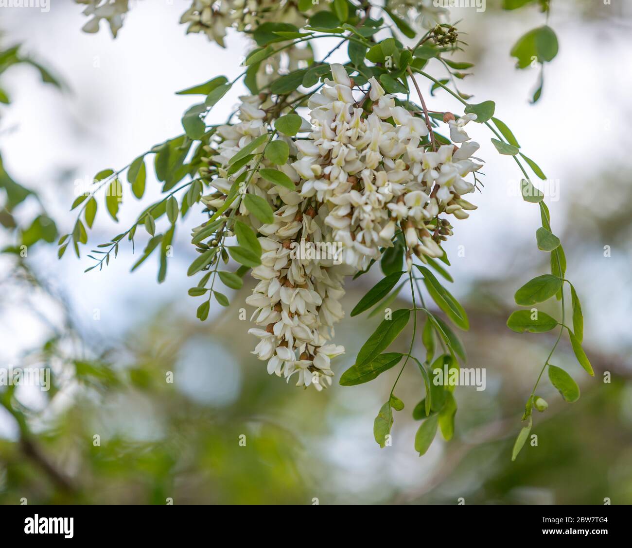 acacia en flor, acacia flores Fotografía de stock - Alamy