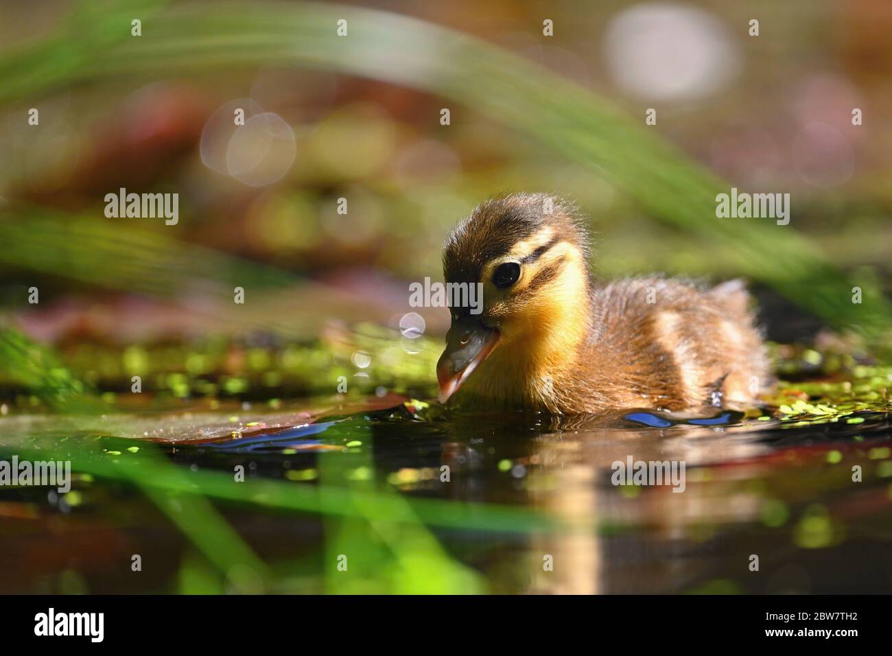 Pato. Cub. De pato mandarín. Hermoso pájaro de agua joven en la naturaleza. Fondo colorido. Foto de stock