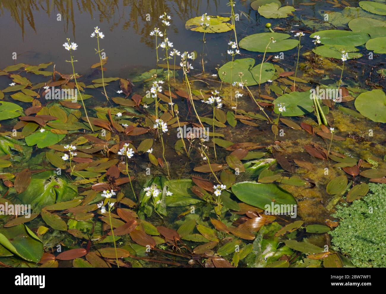 Flores blancas de agua violeta, hojas flotantes de la hierba de hoja ancha, la mala hierba común y el lirio de agua amarillo en un río Foto de stock