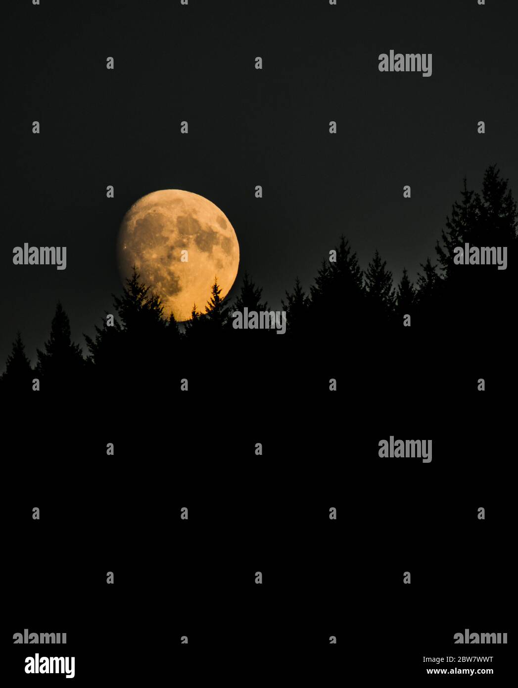 Mondaufgang hinter Wald en Sachsenheim Foto de stock