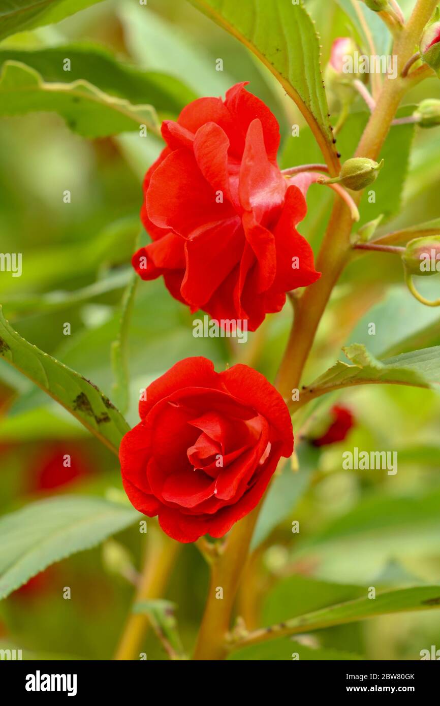 Impatiens balsamina con flores rojas y hojas verdes. S Fotografía de stock  - Alamy