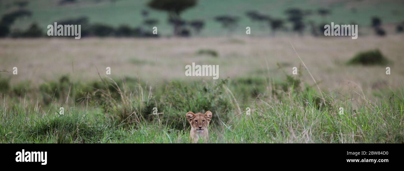 un cachorro de león se ve curiosamente fuera de su escondite en la hierba verde de la sabana y observa cuidadosamente el entorno, la madre está en la caza Foto de stock